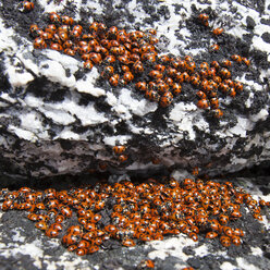 Kolonie von Marienkäfern (Coccinellidae), Needle Peak, British Columbia, Kanada - AURF06160