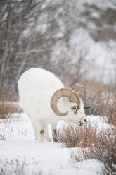 Dallschaf (Ovis dalli) im Schnee stehend, Yukon Territorium, Yukon, Kanada - AURF06163