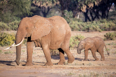 Elephant family of two at Samburu National Reserve, Kenya - AURF06212