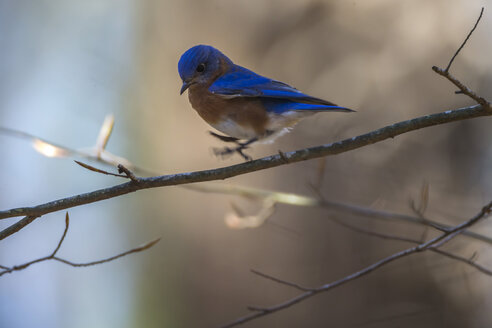 Blauer Vogel (Sialia sialis) auf einem Zweig sitzend - AURF06239