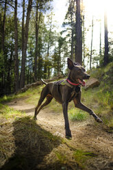 Dog running in forest during daytime, Mogollon Rim, Arizona, USA - AURF06253