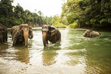 Familie von Sumatra-Elefanten (Elephas maximus sumatranus) beim Baden im Fluss - AURF06263