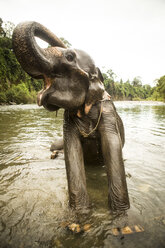 Weiblicher Sumatra-Elefant (Elephas maximus sumatranus) streckt sich im Fluss - AURF06264