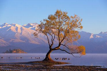 Berühmter Baum am Wanaka-See in Neuseeland - AURF06272