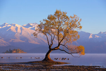 Famous Wanaka Lake Tree In New Zealand - AURF06272