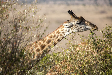 Headshot of giraffe, Maasai Mara, Kenya - AURF06281