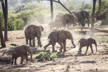 Elefantenherde im Samburu-Nationalreservat, Kenia - AURF06283