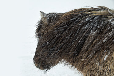 Head of Icelandic horse during snowstorm, Iceland - AURF06291