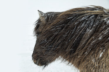 Kopf eines Islandpferdes bei Schneesturm, Island - AURF06291