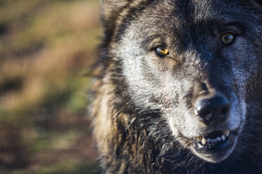 Headshot of wolf, Rapid City, South Dakota, USA - AURF06311