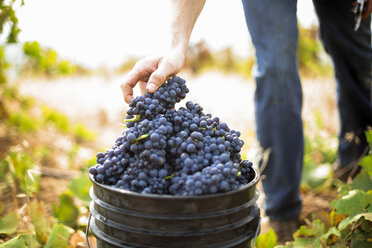 Harvest at vineyard in Santa Cruz Mountains - AURF06314