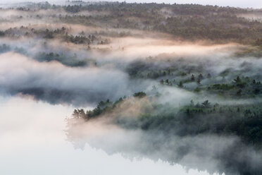 In Nebel gehüllter Wald im Acadia National Park, Maine, USA - AURF06320