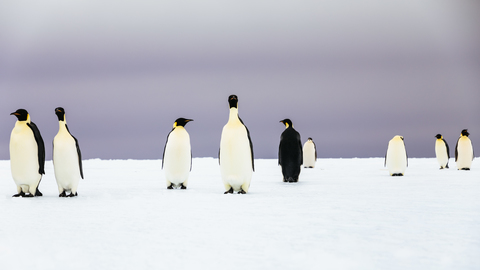 Gruppe von Kaiserpinguinen (Aptenodytes forsteri) auf einem Eisberg stehend, lizenzfreies Stockfoto