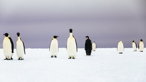 Group of emperor penguins (Aptenodytes forsteri) standing on iceberg - AURF06324