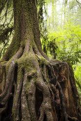 View of redwood tree, Mendocino County, California, USA - AURF06353