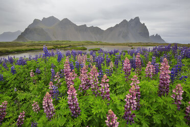 Vestrahorn-Gebirge und Lupinen-Wildblumen von der Halbinsel Stokknes, Island - AURF06356