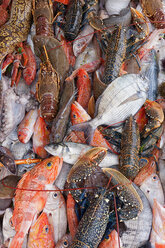 Fischvielfalt im Fischereihafen an der Atlantikküste - AURF06357