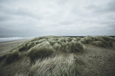 Grasses at beach against cloudy sky - CAVF48765