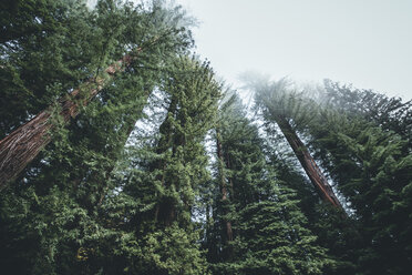 Low angle view of trees growing in forest at Redwood National and State Parks - CAVF48769
