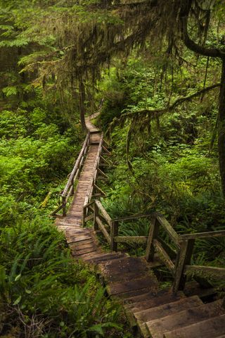 Promenade inmitten von Pflanzen im Wald im Pacific Rim National Park, lizenzfreies Stockfoto