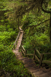 Promenade inmitten von Pflanzen im Wald im Pacific Rim National Park - CAVF48880
