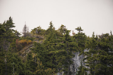 Ansicht eines Hirsches aus mittlerer Entfernung, der inmitten von Bäumen auf einem Berg vor einem klaren Himmel steht - CAVF48882