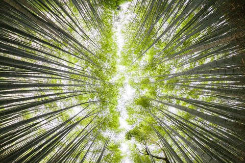 Niedriger Winkel Ansicht von Bambus-Hain gegen Himmel im Wald, lizenzfreies Stockfoto