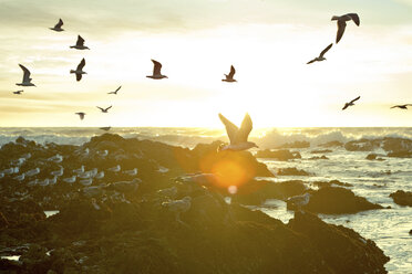 Seagulls flying over coastline against sky during sunset - CAVF48955