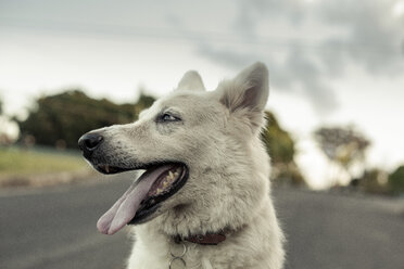 Close-up of white dog sticking out tongue while looking away on road - CAVF48960