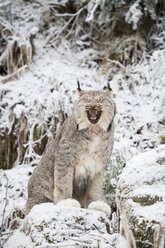 Porträt eines Luchses (Lynx canadensis), der auf Schnee sitzt und gähnt, Haines, Alaska, USA - AURF06376