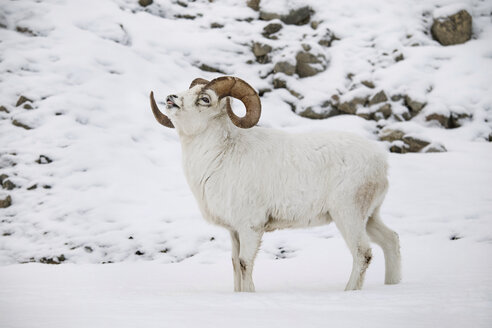 Seitenansicht eines Dallschafs (Ovis dalli), das auf Schnee steht, Yukon Territory, Yukon, Kanada - AURF06398