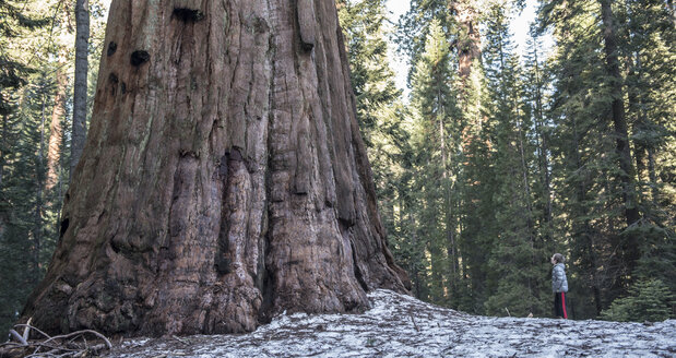 Seitenansicht eines Jungen, der zu einem Riesenmammutbaum im Sequoia National Park, Kalifornien, USA, hinaufschaut - AURF06405