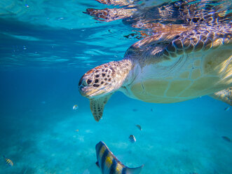 Sea turtle swimming underwater - AURF06407