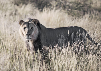 Löwe (Panthera leo) stehend in der Savanne, Kalahari-Wüste, Namibia - AURF06413