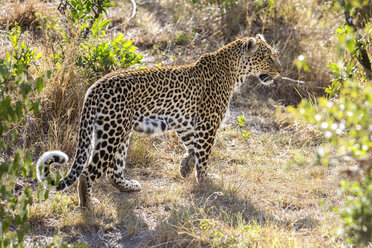 Leopard in der Maasai Mara, Kenia - AURF06420