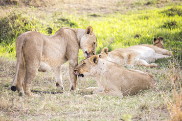 Löwinnen in der Maasai Mara, Kenia - AURF06421