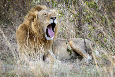 Gähnender Löwe in der Maasai Mara, Kenia - AURF06423