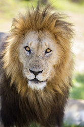 Löwe in der Maasai Mara, Kenia - AURF06424