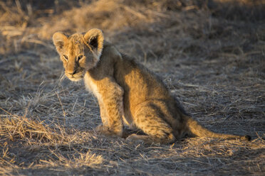 Löwenjunges in der Maasai Mara, Kenia - AURF06425