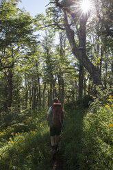 Wanderer auf einem Pfad durch Wildblumen und sonnenbeschienenen Wald - AURF06431