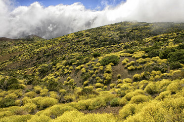 Blühende Frühlingsblumen in der Nähe von Spaniens höchstem Berg El Teide auf Teneriffa - AURF06440