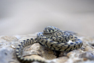 Ladder snake (Elaphe scalaris, Rhinechis scalaris), Beceite, Teruel Province, Spain - AURF06446