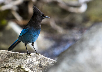 Eichelhäher (Cyanocitta stelleri) auf einem Felsen sitzend, Whistler, British Columbia, Kanada - AURF06471