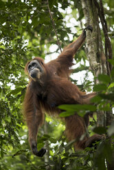 Sumatra-Orang-Utan im Dschungel von Bukit Lawang, Sumatra, Indonesien. - AURF06475