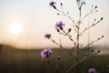 Distelblüten bei Sonnenuntergang - AURF06481