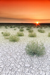 Bushes and cracked soil of Villafafila Natural Park at moody sunset, Zamora, Spain - AURF06493