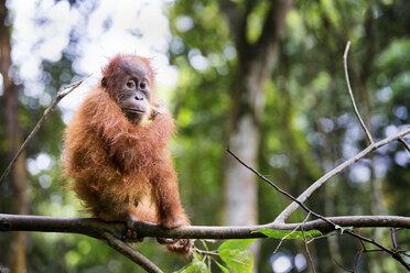 Baby-Sumatra-Orang-Utan (Pongo abelii) auf einem Ast, Gunung Leuser National Park, Sumatra, Indonesien - AURF06504