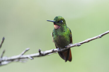 Kolibri des Atlantischen Regenwaldes Brasilianischer Rubin im Itatiaia-Nationalpark, Rio de Janeiro, Brasilien - AURF06520