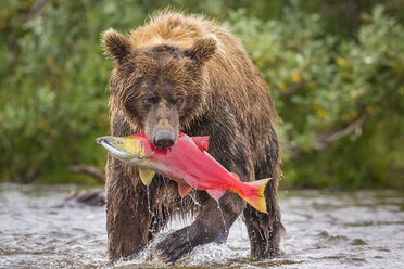 Alaska-Halbinsel-Braunbär (Ursus arctos horribilis) mit frisch gefangenem Lachs, Katmai National Park and Preserve, Alaska, USA - AURF06524