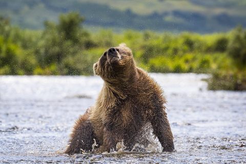 Alaska-Halbinsel-Braunbär (Ursus arctos horribilis) beim Abschütteln des Wassers, Katmai National Park and Preserve, Alaska, USA, lizenzfreies Stockfoto